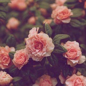 Meet your Posher, Jessie